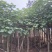 黄槿3～5公分基地直销规格齐全质量优欢迎来电咨询