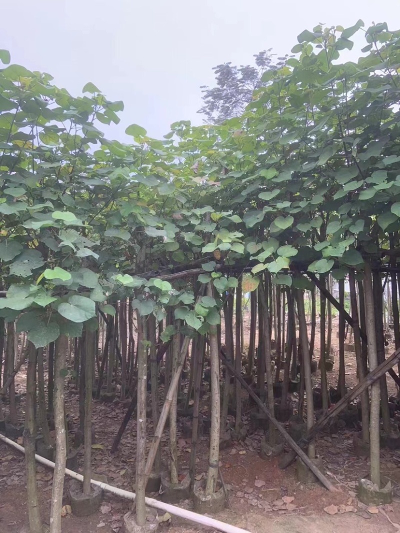 黄槿3～5公分基地直销规格齐全质量优欢迎来电咨询