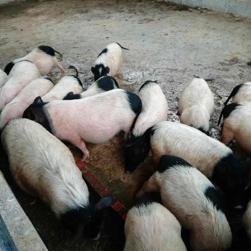 20—49斤巴马香猪肉质好一手货源厂家直发欢迎致电