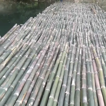 马蹄竹，2.5尾巴起，，1-10米