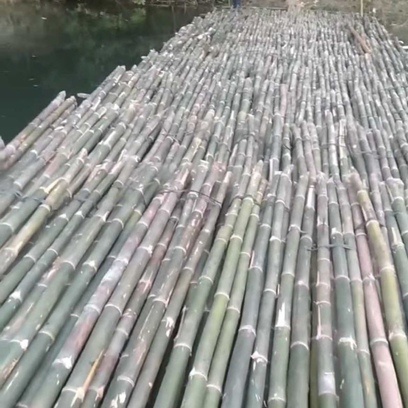 马蹄竹，2.5尾巴起，，1-10米