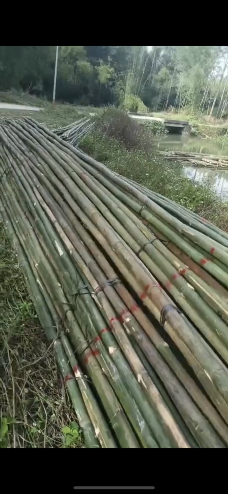 马蹄竹，2.5尾巴起，，1-10米