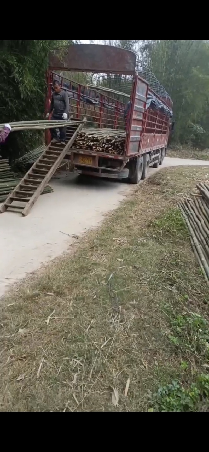 马蹄竹，2.5尾巴起，，1-10米