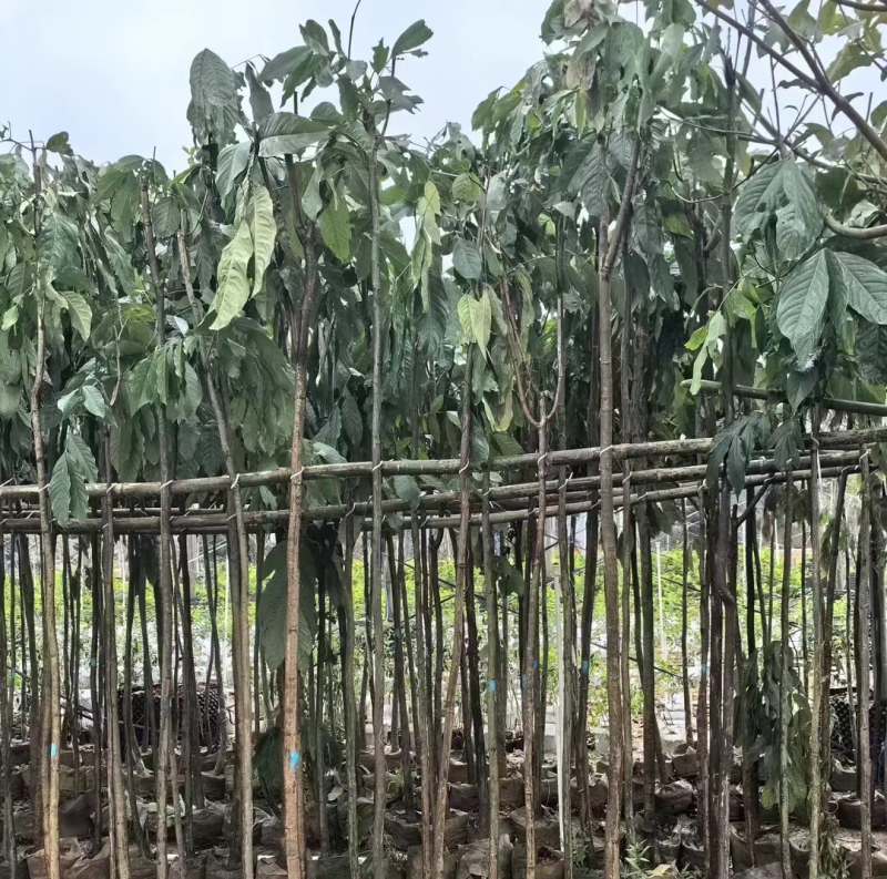 无忧树2～3公分基地直销规格齐全质量优欢迎来电咨询