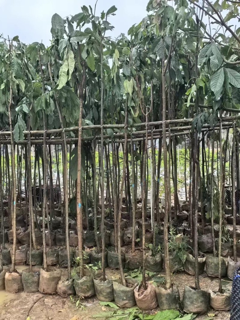 无忧树2～3公分基地直销规格齐全质量优欢迎来电咨询