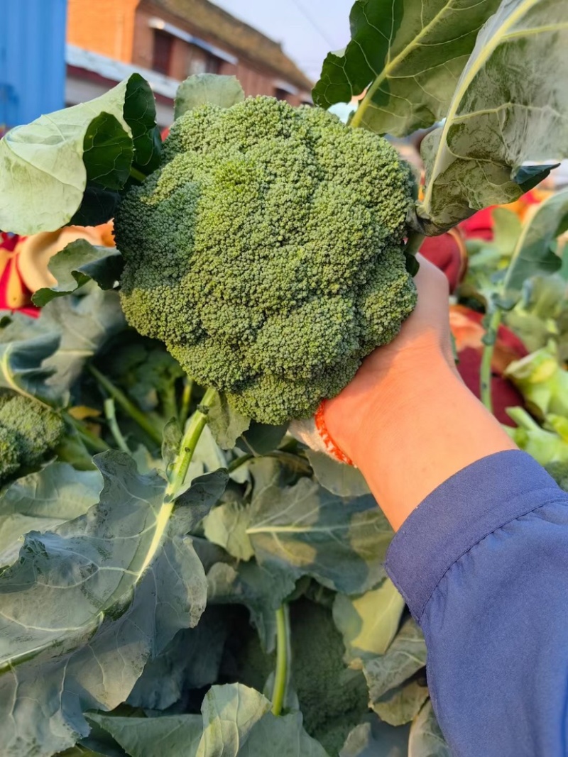 精品西兰花河南西兰花规格齐全货源充足价格优惠