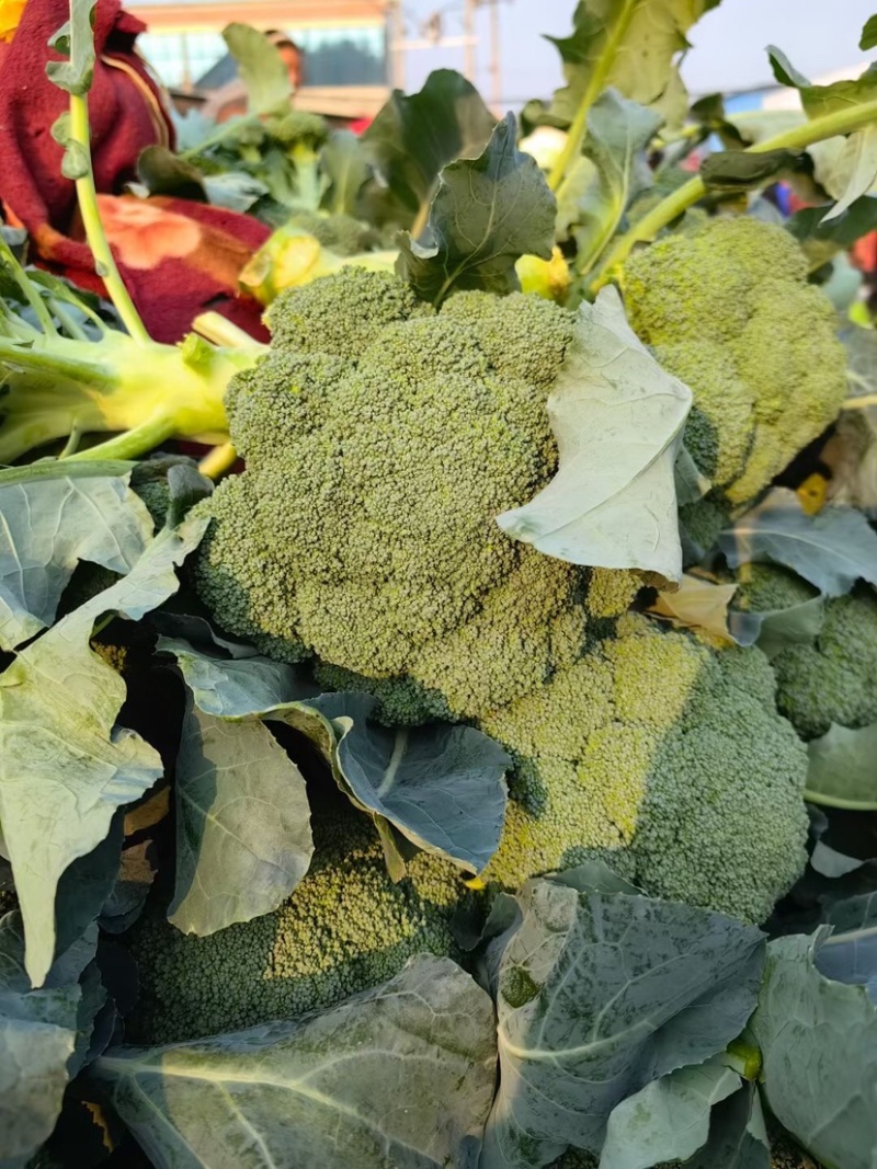 精品西兰花河南西兰花规格齐全货源充足价格优惠