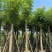 桃花心木10～15公分基地直销规格齐全欢迎来电咨询