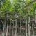 桃花心木10～15公分基地直销规格齐全欢迎来电咨询