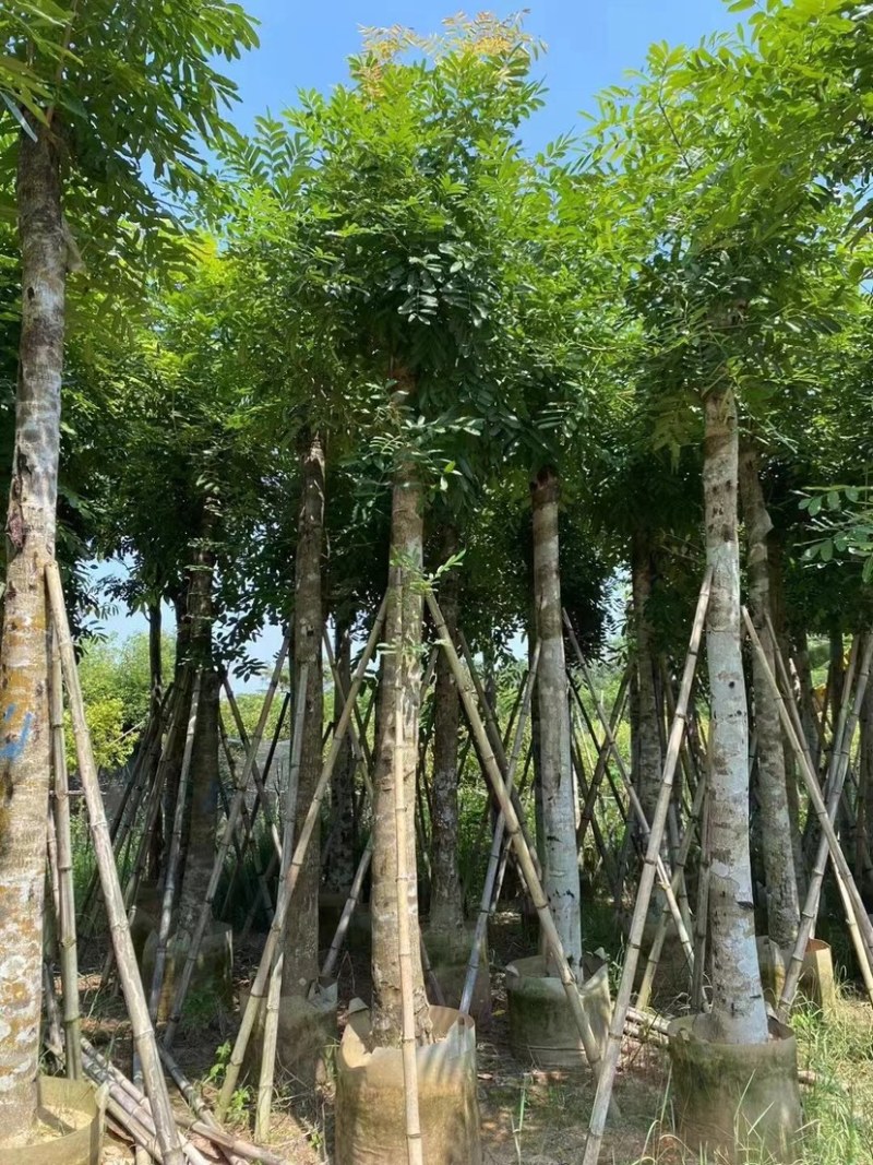桃花心木10～15公分基地直销规格齐全欢迎来电咨询