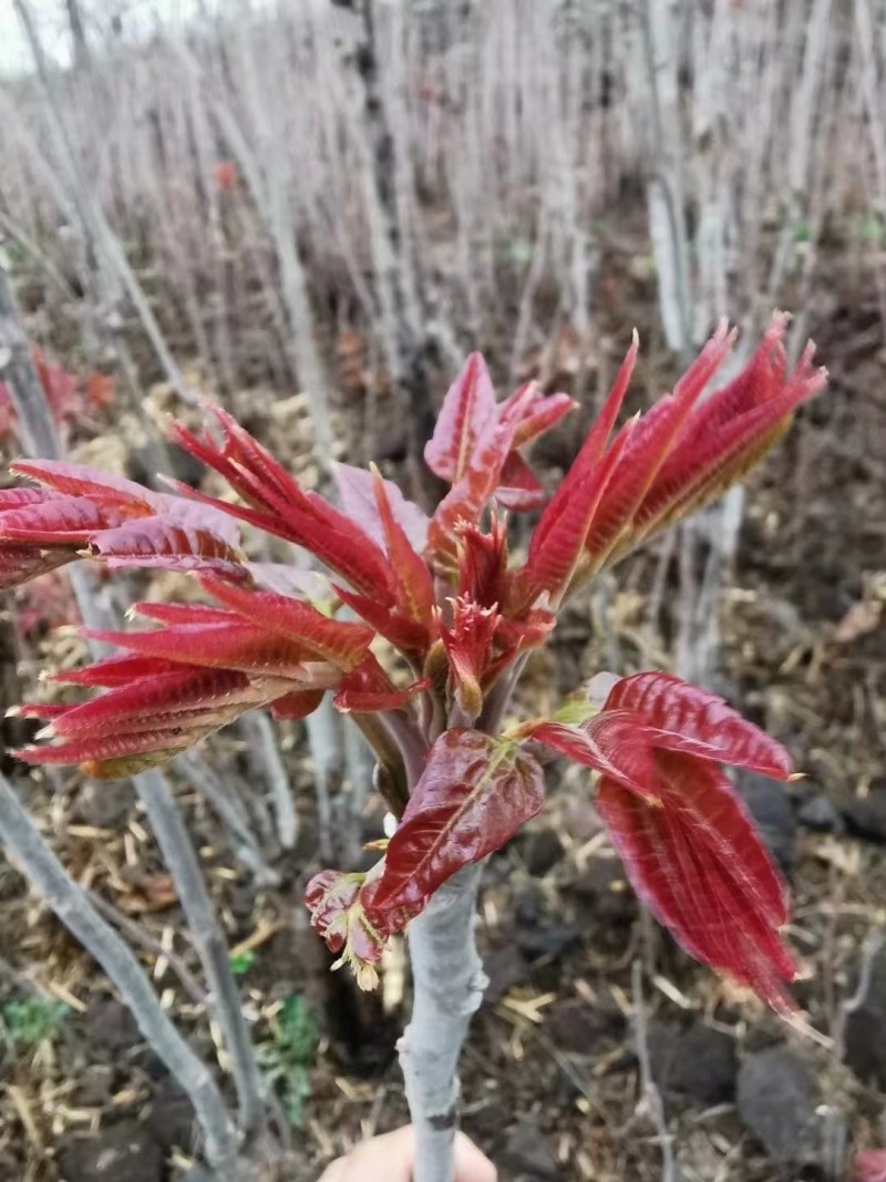 正宗当季红油香椿树净子种籽发芽率高可培育树苗或做芽苗菜