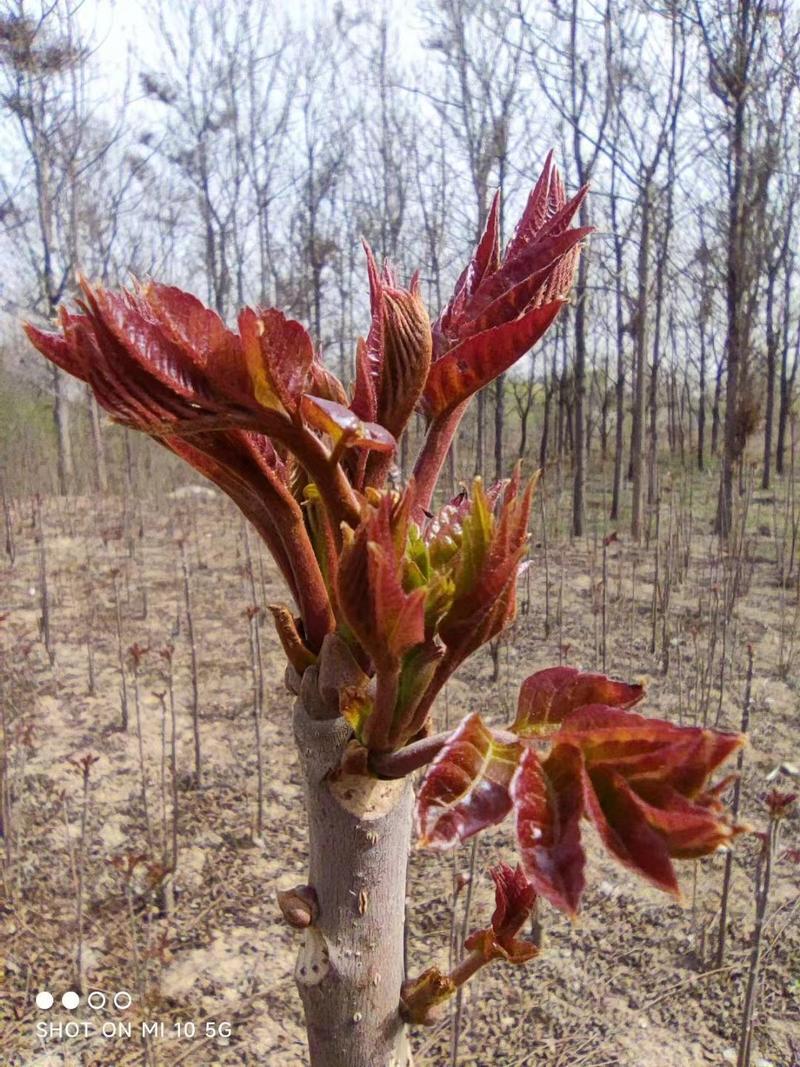 正宗当季红油香椿树净子种籽发芽率高可培育树苗或做芽苗菜