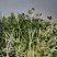 正宗当季红油香椿树净子种籽发芽率高可培育树苗或做芽苗菜