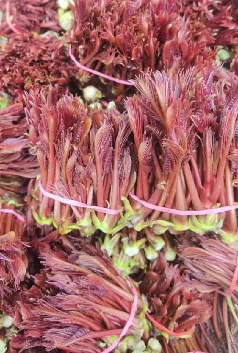 正宗当季红油香椿树净子种籽发芽率高可培育树苗或做芽苗菜