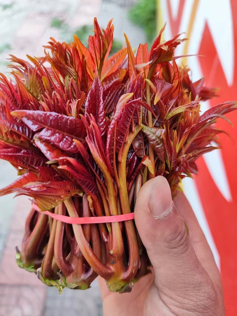 正宗当季红油香椿树净子种籽发芽率高可培育树苗或做芽苗菜