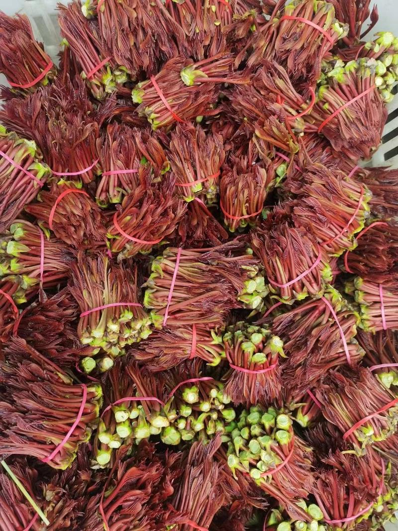 正宗当季红油香椿树净子种籽发芽率高可培育树苗或做芽苗菜