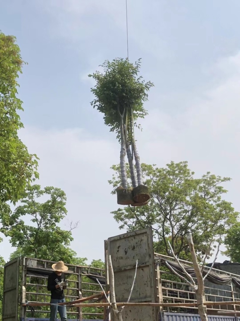 海南蒲桃12～15公分基地直销规格齐全欢迎来电咨询