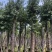 海南蒲桃12～15公分基地直销规格齐全欢迎来电咨询