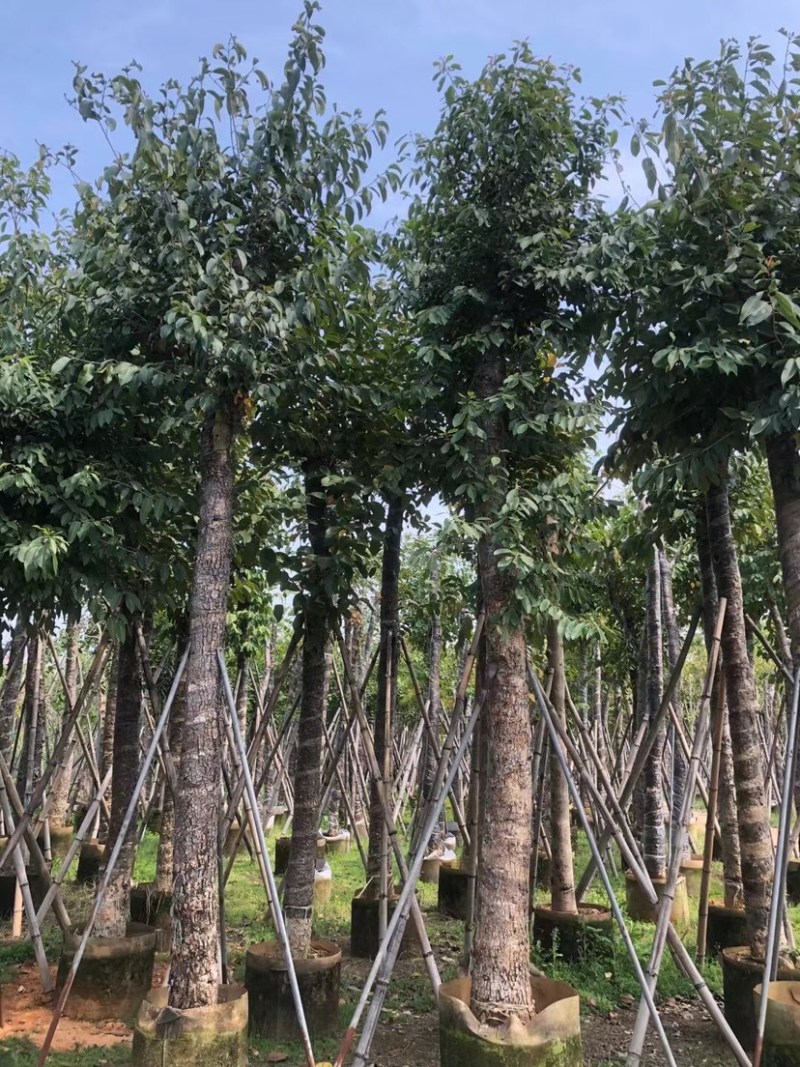 海南蒲桃12～15公分基地直销规格齐全欢迎来电咨询