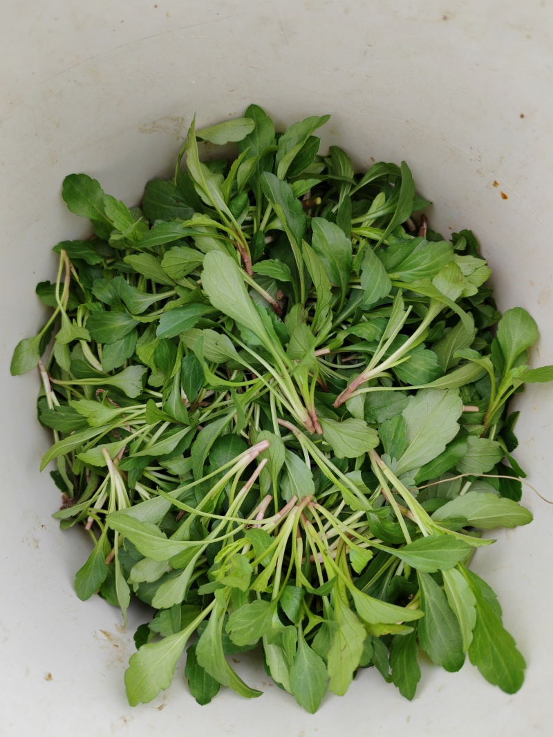 常山胡柚常山胡柚农户自家种植，皮薄肉多，汁水丰富