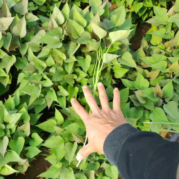 【热卖推荐】河南优质红薯苗西瓜红红薯苗包成活