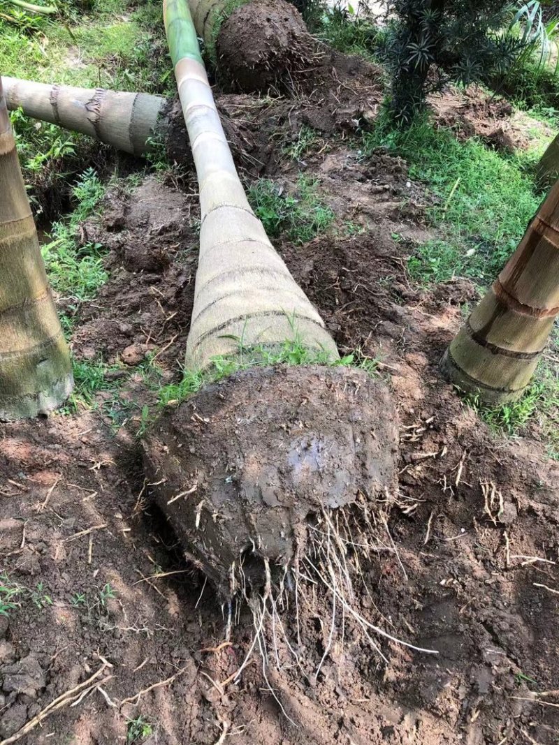 大王椰基地直销规格齐全欢迎来电咨询