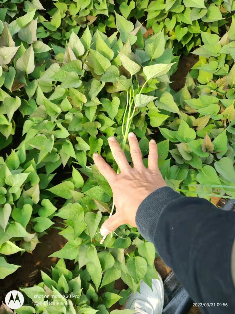 【热卖推荐】河南优质红薯苗西瓜红红薯苗包成活