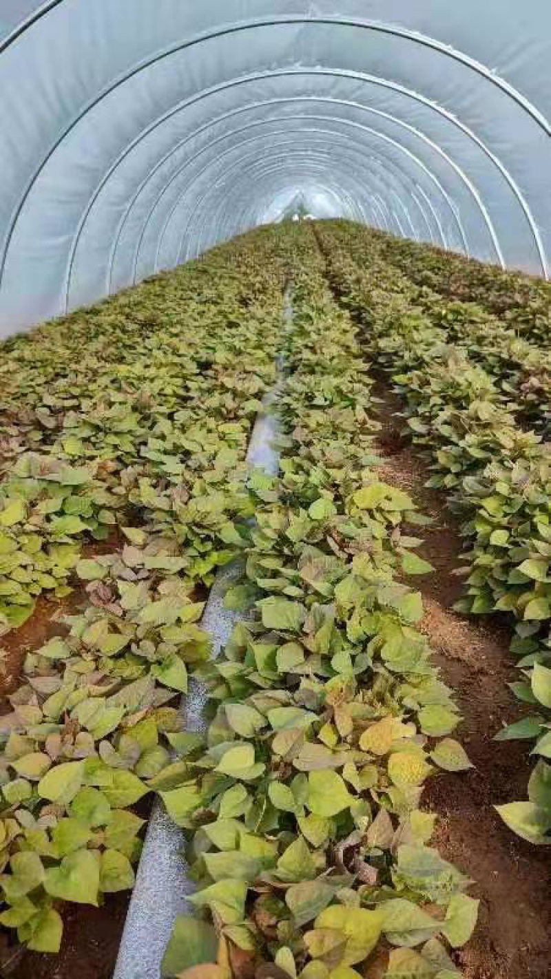 【热卖推荐】河南优质红薯苗西瓜红红薯苗包成活