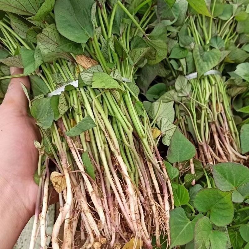 【热卖推荐】河南优质红薯苗西瓜红红薯苗包成活