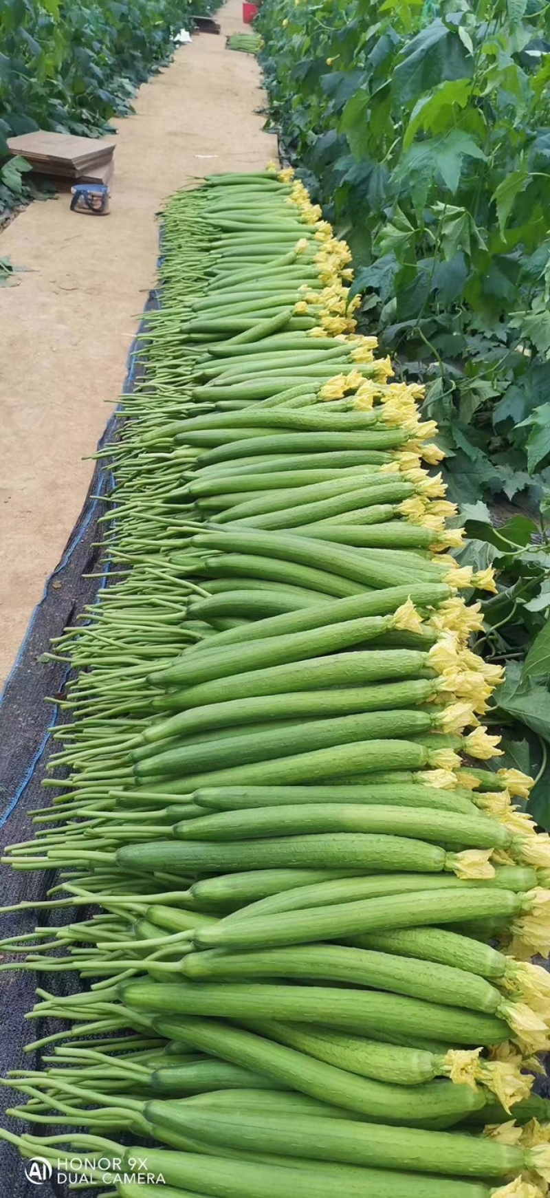 鲜花丝瓜精品货源带花发货基地直发量大价格美丽
