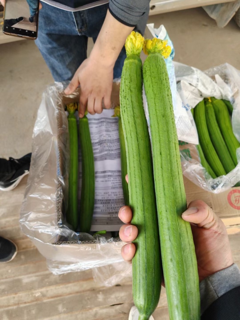 鲜花丝瓜精品货源带花发货基地直发量大价格美丽