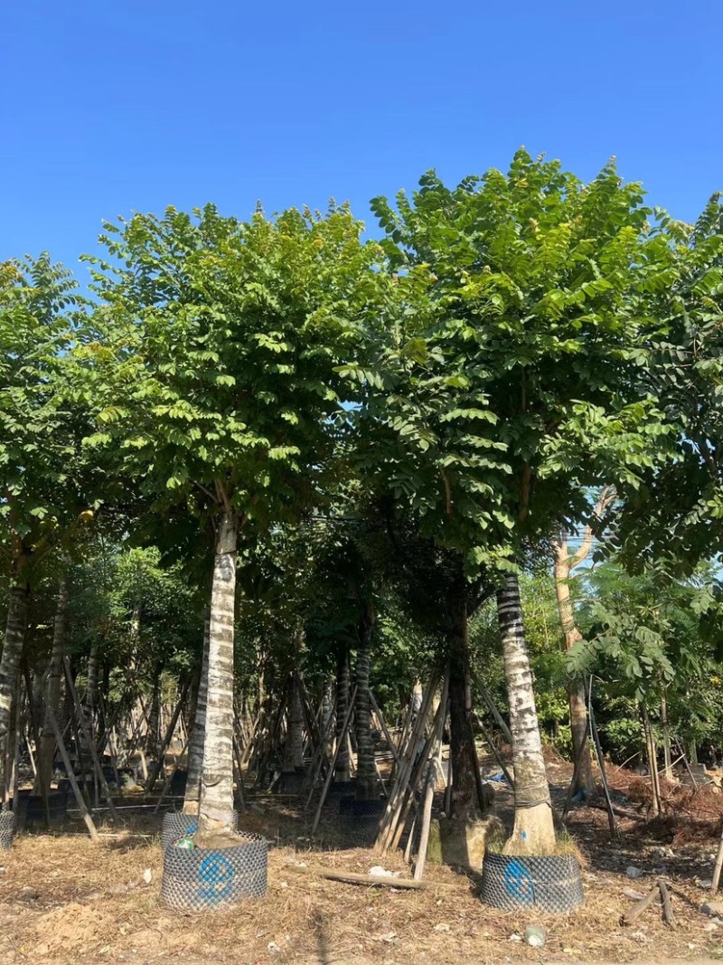 火焰木20～22公分基地直销规格齐全质量优欢迎来电