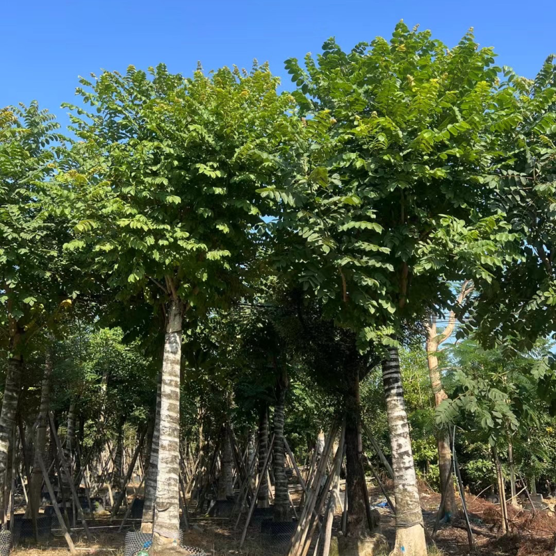 火焰木20～22公分基地直销规格齐全质量优欢迎来电