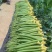 鲜花丝瓜精品货源带花发货基地直发量大价格美丽