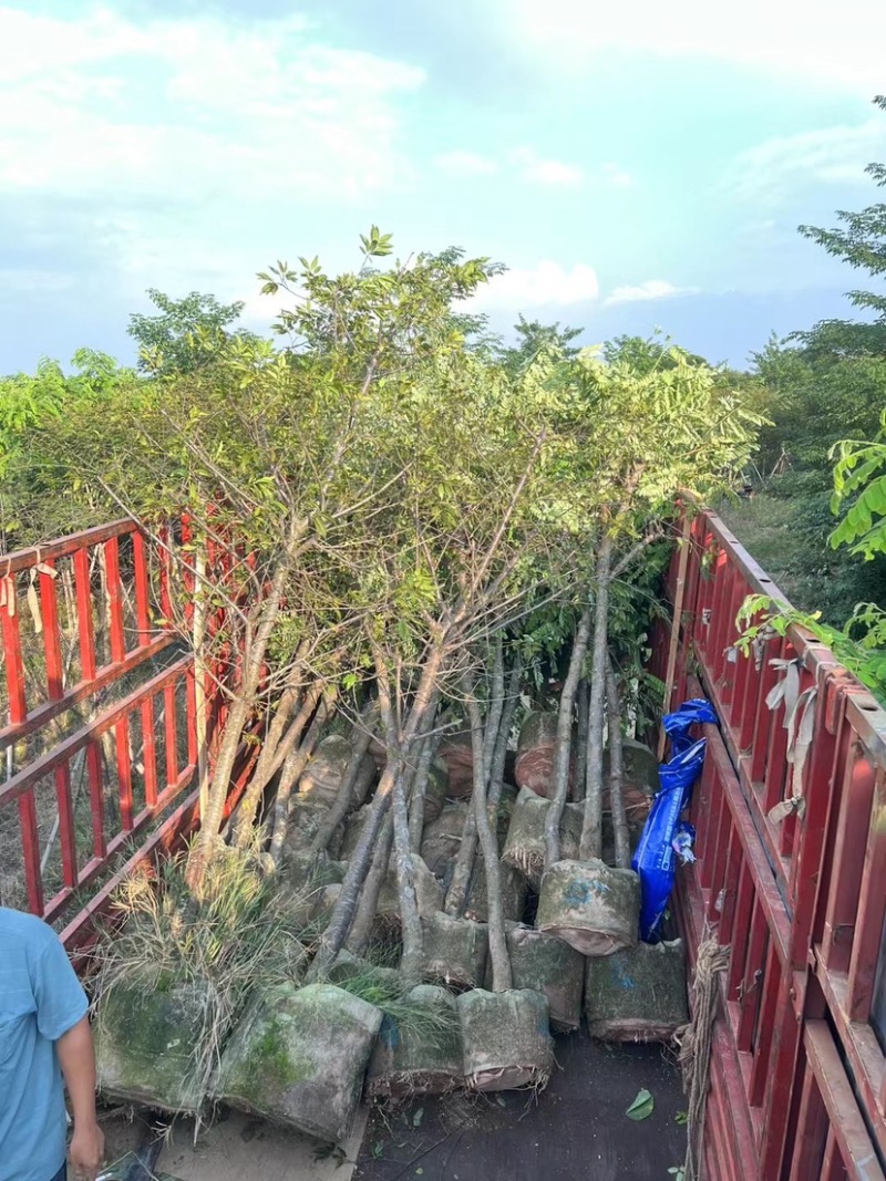 福建山樱花5～6公分基地直销规格齐全欢迎来电咨询合作