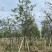 福建山樱花5～6公分基地直销规格齐全欢迎来电咨询合作