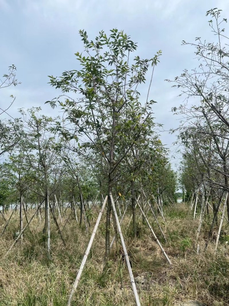 福建山樱花5～6公分基地直销规格齐全欢迎来电咨询合作