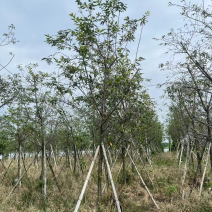 福建山樱花5～6公分基地直销规格齐全欢迎来电咨询合作