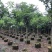 原生苗紫花风铃木3～5公分基地直销规格齐全欢迎来电