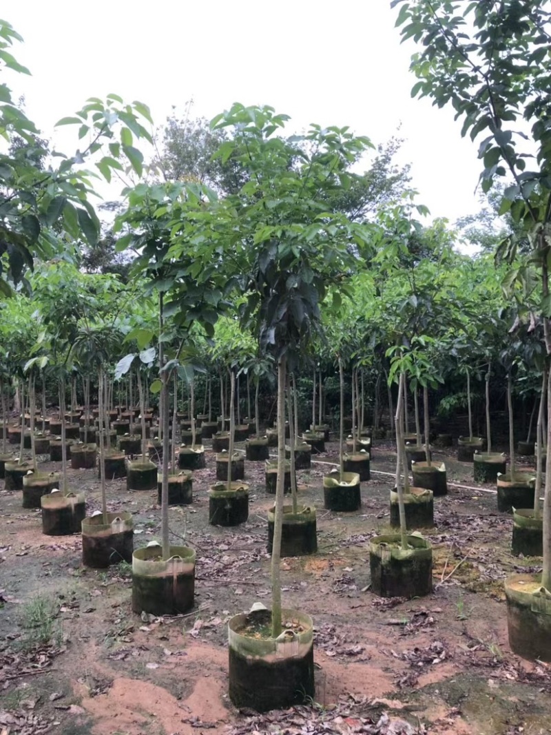 原生苗紫花风铃木3～5公分基地直销规格齐全欢迎来电
