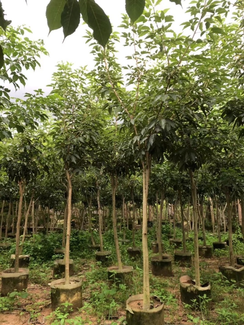 原生苗紫花风铃木3～5公分基地直销规格齐全欢迎来电