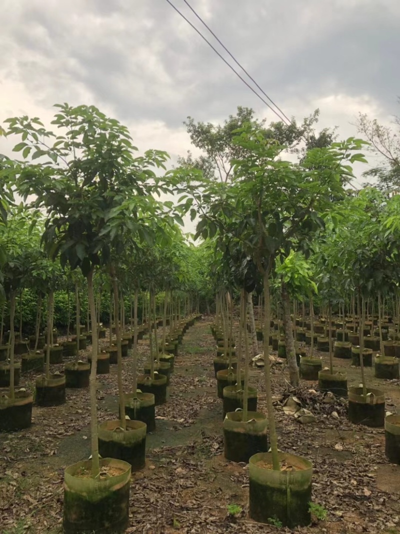 原生苗紫花风铃木3～5公分基地直销规格齐全欢迎来电