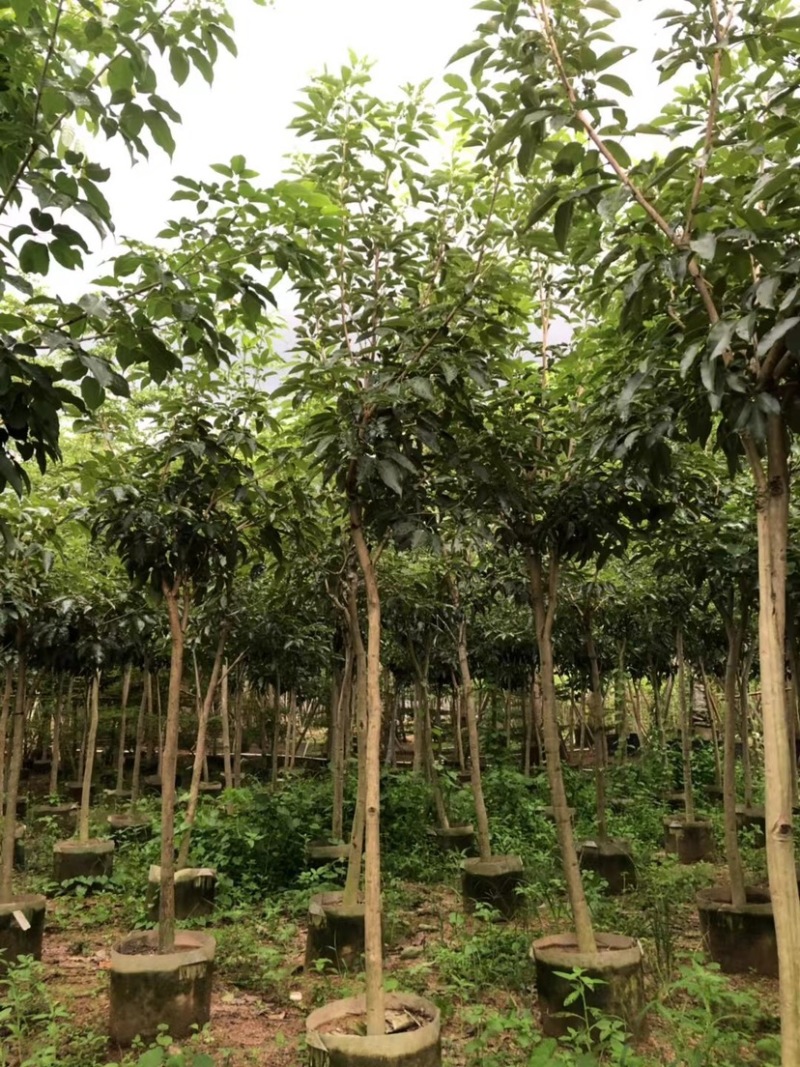 原生苗紫花风铃木3～5公分基地直销规格齐全欢迎来电