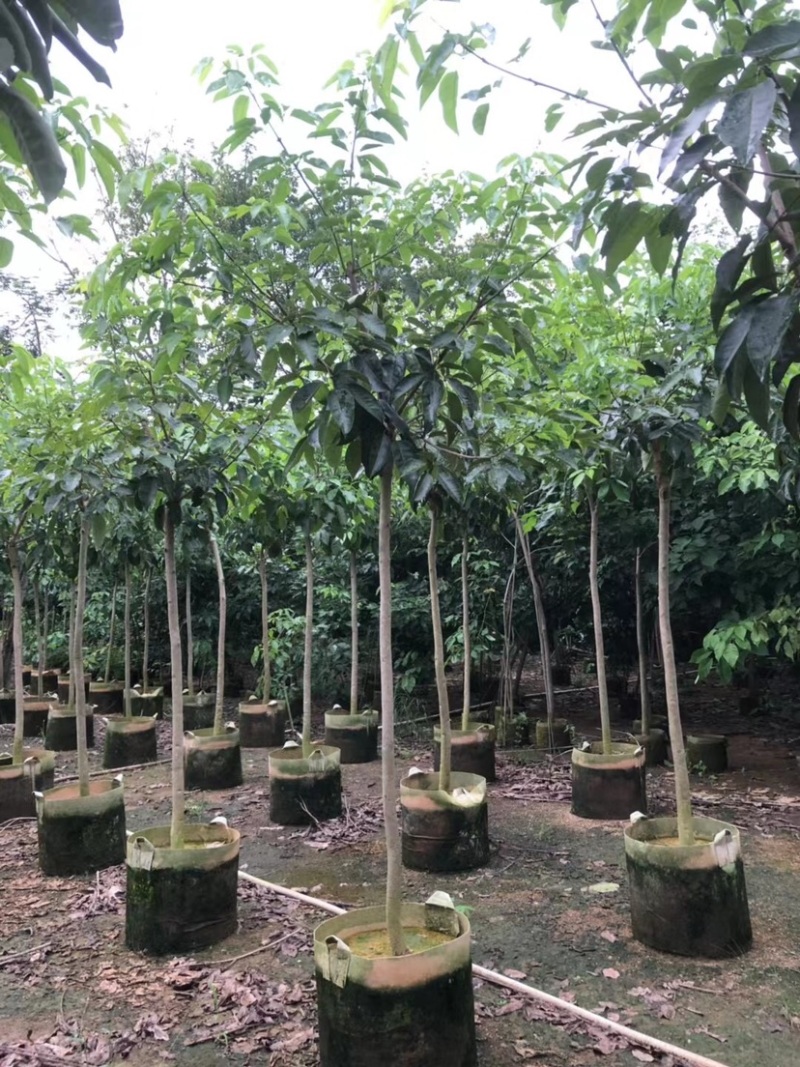原生苗紫花风铃木3～5公分基地直销规格齐全欢迎来电
