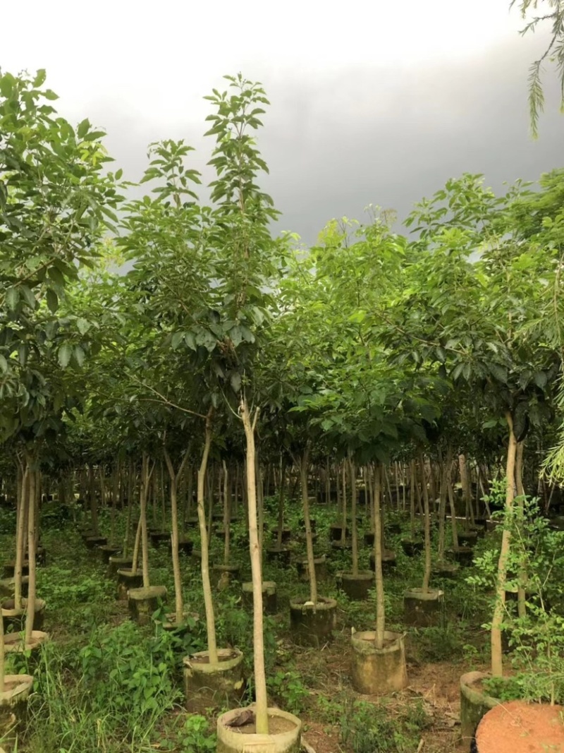 原生苗紫花风铃木3～5公分基地直销规格齐全欢迎来电