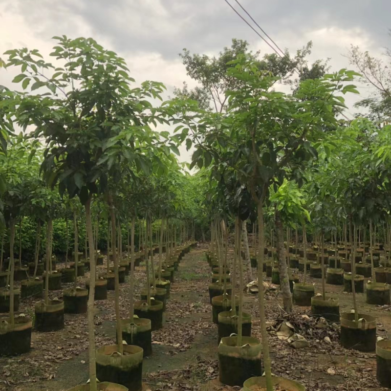 原生苗紫花风铃木3～5公分基地直销规格齐全欢迎来电