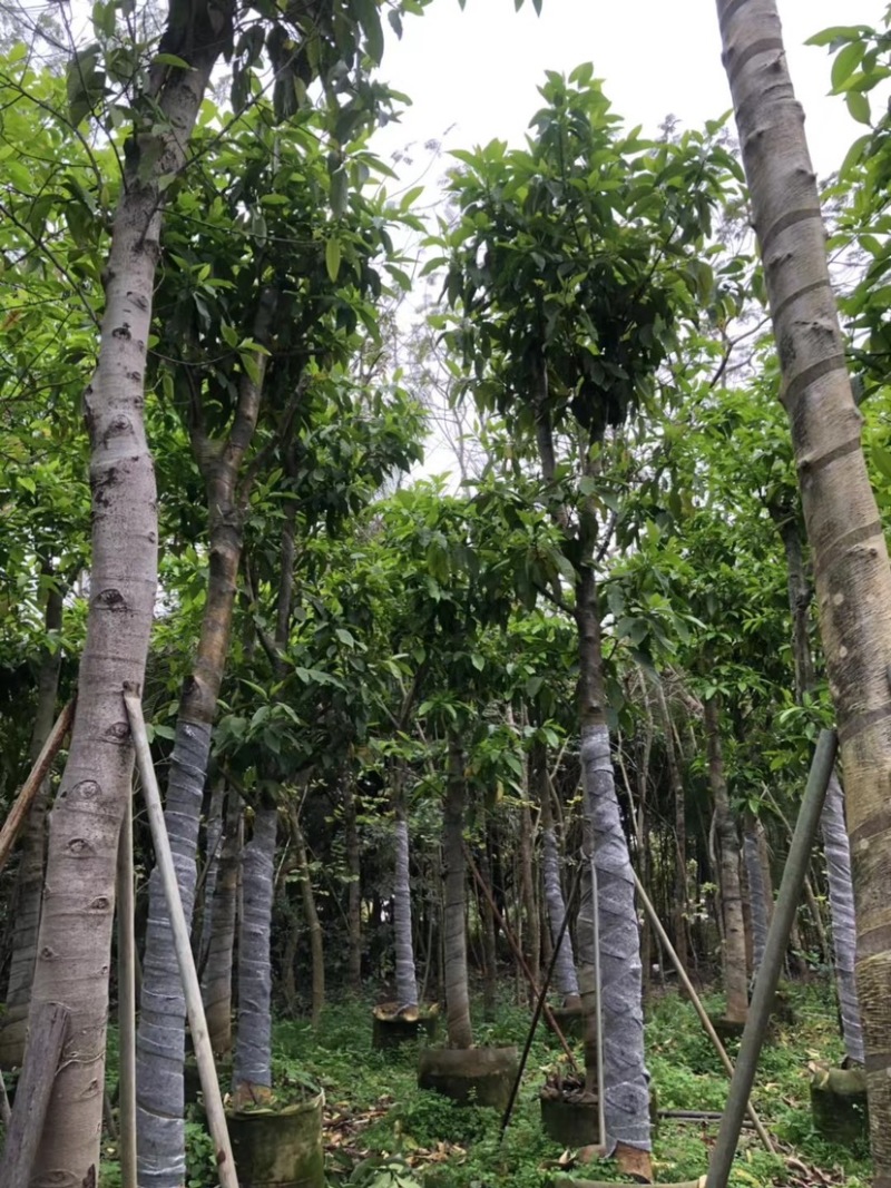 市政苗白玉兰基地直销规格齐全欢迎来电咨询合作