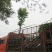市政苗白玉兰基地直销规格齐全欢迎来电咨询合作
