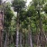 市政苗白玉兰基地直销规格齐全欢迎来电咨询合作