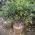 海桐球80～1米基地直销规格齐全质量优质欢迎来电